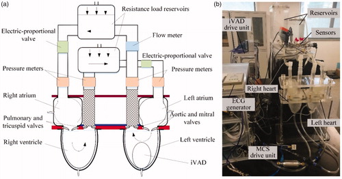 Figure 3. (a) Schematic of home-designed MCS, (b) Photo of the MCS.