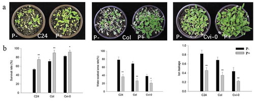 Figure 1. Freezing phenotypes (a), survival rates (after 23 d on soil), water-soaked area (after 17 d on soil) and ion leakage (after 16 d on soil) (b) of C24, Col and Cvi-0 Arabidopsis seedlings. In (b), data are means of three independent experiments ± SD. Asterisks indicate significant differences compared with the non-inoculated plants (*P < .05, **P < .01, t-test). Black (white) bars: P. indica-(un-)colonized plants.