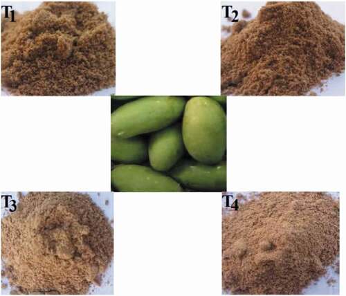 Figure 2. Photograph of green mango powder obtained from different pretreatments (T1 = control, T2 = hot water blanching, T3 = ascorbic acid solution and T4 = calcium chloride solution) dried at 60°C