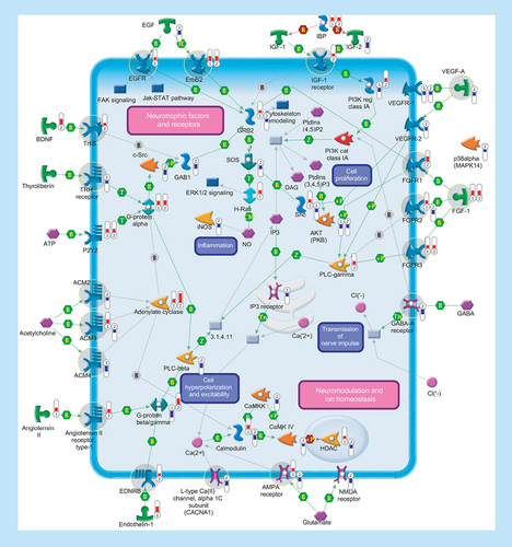 Figure 7.  Signal transduction.Several genes encoding ligands and receptors involved in signal transduction were differentially expressed in SALS patients. Signaling pathways are separated into two subsections (‘Neurotrophic factors and receptors’ and ‘Neuromodulation and ion homeostasis’), including primary (such as aAdenylate cyclase, phospholipase C or tyrosine kinase receptors) and secondary (such as Ca2+ release, PKC or protein kinase cascades) effectors that are regulated at multiple levels with different mechanisms (such as binding or phosphorylation). Thermometers represent expression ratio in motor neuron among following conditions: (SALS1/control) and (SALS2/control). Upward thermometers have red color and indicate expression ratios less than 1 while downward thermometers have blue color and indicate expression ratio less than 1. Pathway objects and links are described separately in the Supplementary Figure 1.