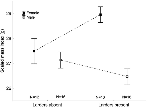 Figure 4. Scaled Mass Indices in male and female Red-backed Shrikes in territories with and without larders. The sample sizes are shown below the boxes. The data shown are means ± SE (points ± whiskers).
