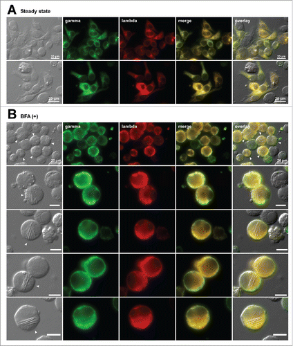 Figure 3. The mAb-3 expressing cells induce needle-like crystalline inclusion bodies when ER-to-Golgi transport is blocked. Fluorescent micrographs of HEK293 cells transfected to express mAb-3. On day-2 post transfection, HEK293 cells were resuspended in fresh cell culture media with or without 15 μg/ml BFA, then immediately seeded onto poly-lysine coated glass coverslips and statically cultured for 24 hr. On day-3, cells were fixed, permeabilized, and immuno-stained. Co-staining was performed by using FITC-conjugated anti-gamma chain and Texas Red-conjugated anti-lambda chain polyclonal antibodies. Green and red image fields were superimposed to create ‘merge’ views. DIC and ‘merge’ were superimposed to generate ‘overlay’ views. (A) Subcellular localization of gamma-chain and lambda-chain in co-transfected cells was visualized under steady-state normal cell growth conditions. Two representative image fields are shown. (B) Gamma- and lambda-chains of the mAb-3 were visualized after 24 hr BFA treatment. Five representative image fields are shown. Crystal-laden cells are pointed by arrowheads in DIC images. The CB phenotype frequency after the BFA treatment is stated in the text. Unlabeled scale bar represents 10 μm.