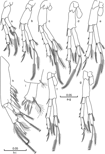 Figure 4. Racovitzaibathynella beninensis sp. n. Male holotype. (a) Thoracopod I; (b) thoracopod II; (c) thoracopod III; (d) thoracopod IV; (e) thoracopod V; (f) thoracopod VI; (g) thoracopod VII; (h) uropod (latero-external view); (i) furcal rami (dorsal view). Scale bars in mm.