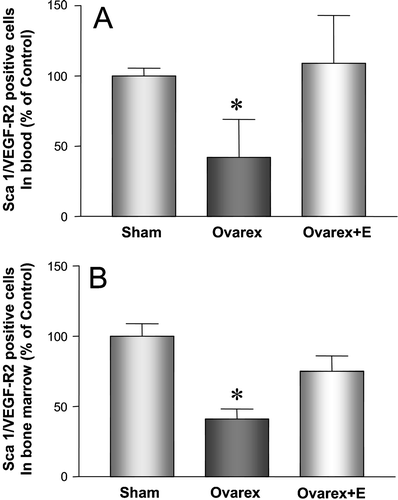 Figure 2. EPC were assessed in sham‐operated (Sham), ovariectomized (Ovarex), and ovariectomized mice with concomitant estrogen replacement treatment (Ovarex+E) by flow cytometry analysis to quantify Sca‐1/VEGF‐R2 positive EPC. A: Quantitative analysis of circulating numbers of Sca1 and VEGF‐R2 positive cells in peripheral blood (mean±SEM, n = 8, *P<0.05). B: Quantitative analysis of Sca1/VEGF‐R2 positive cells in the bone marrow (mean±SEM, n = 8, *P<0.05). Adapted from Strehlow et al. Citation31. (EPC = endothelial progenitor cells; Sca‐1 = stem cell antigen‐1; VEGF‐R2 = vascular endothelial growth factor receptor‐2.)