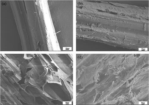 Figure 5. SEM of corn stover treated in different ways. (a) Untreated; (b) Treated by RS-1 only; (c) Treated by 2.5%NaOH only; (d) Treated by RS-1 and 2.5%NaOH. The images are scanned at 1000× magnification.