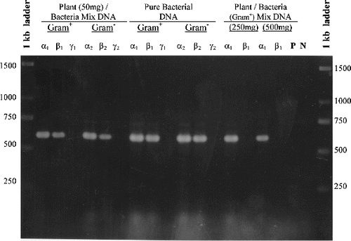 Figure 2. Detection of bacterial DNA in plant tissues, using the DΣβ pair of primers (Table 2). Different DNA templates were tested for both Gram-positive and Gram-negative bacteria used as inoculum with either 50, 250 or 500 mg in vitro tissue of Billbergia and extracted by the MiniPrep method.[Citation10] P is the control using pure plant DNA as a template and N is the negative control with no DNA template; α1, β1, γ1 and α2, β2, γ2 are different concentrations of bacterial cells used as inoculum (Table 3).