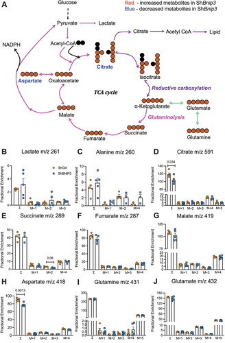 Figure 8. BNIP3 loss does not significantly alter glutamine flux through TCA cycle. (A) Summation of flux results through glycolysis, pentose, and TCA cycle using U13C-glucose and assessing isotopomers after 24 h of U13C-glutamine addition. Metabolites that are decreased are shown in red after the knockdown of BNIP3. (B) lactate m/z 261, (C) alanine m/z 260, (D) citrate m/z 591, (E) succinate m/z 289, (F) fumarate m/z 287, (G) malate m/z 419, (H) aspartate m/z 418, (I) glutamine m/z 431, (J) glutamate m/z 432. Data shown are from five independent experiments. Statistical significance was computed using a t-test (B-J).