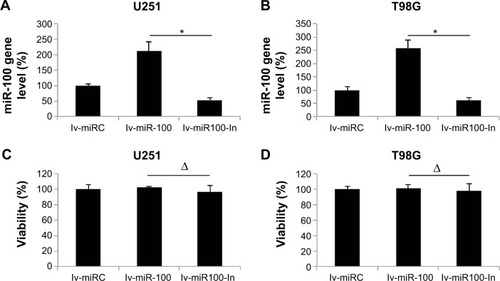 Figure 2 Lentiviral transfection to upregulate or downregulate miR-100 in glioblastoma cells.