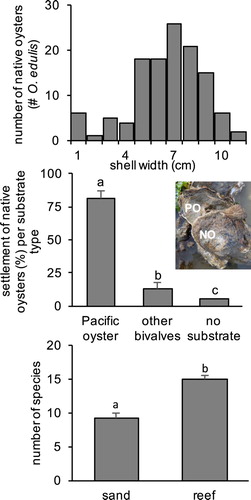 Figure 2. (A) Size-frequency diagram of O. edulis (n = 122), (B) settlement substrate preferences (n = 75) of O. edulis, P < 0.001. Inset: native oyster (‘NO’) settled on invasive Pacific oyster (‘PO’). (C) Comparison of the average species richness of epibenthic species on the shellfish reef (>5 oysters m−2) per quadrat compared with adjacent bare soft sediment areas in the North Sea Voordelta area, P < 0.001.