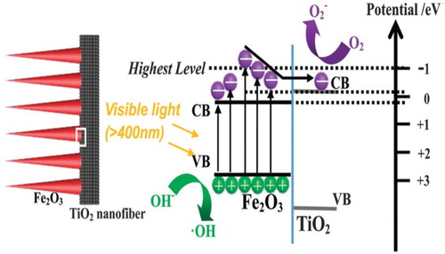 Figure 18. Schematic for band gap structures and visible-light induced charge carrier transfer and separation in a-Fe2O3/TiO2 nanocomposites. Adapted from reference ( Citation63) with permission. Copyright 2016, Royal Society of Chemistry.