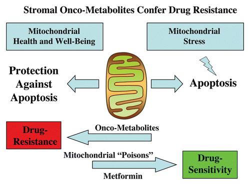 Figure 8 Stromal onco-metabolites confer drug resistance by promoting mitochondrial health or well-being, providing an escape from stress-induced apoptosis. Simple stromally derived metabolites (such as L-lactate, ketones and glutamine) promote mitochondrial “health” in cancer cells, effectively shutting off their apoptotic machinery, resulting in protection against cell death, even when challenged with anticancer drugs. In contrast, we can overcome metabolite-induced drug resistance in cancer cells by using mitochondrial poisons (such as Metformin).