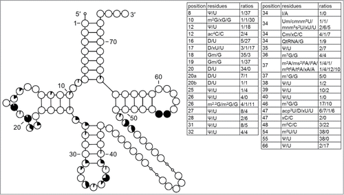 Figure 8. Modification profile for tRNA sequences from plastids (38 sequences from 12 species). For the description of the tables and cloverleaf content see the legend for Figure 3. The numbering of the residues is presented in Figure 1. The list of species from which the analyzed tRNA sequences originate is provided in Supplementary Table.1.