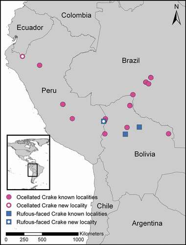 Figure 3. Map showing localities of Rufous-faced Crake, Laterallus xenopterus, and Ocellated Crake, Micropygia schomburgkii, in central west South America (data from [Citation6]). New country records of Micropygia schomburgkii for Ecuador, and Laterallus xenopterus for Peru, are shown in symbols with a white dot
