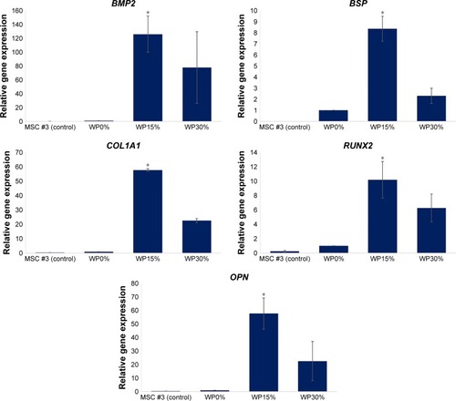 Figure 9 Gene expression levels of osteogenic markers, such as BMP2, BSP, COL1A1, RUNX2, and OPN, in MSCs cultured for 14 days (n=3, *P<0.05).Abbreviations: BMP2, bone morphogenetic protein 2; BSP, bone sialoprotein; COL1A1, collagen type I alpha I chain; RUNX2, runt-related transcription factor 2; OPN, osteopontin; MSC, mesenchymal stem cells; WP, wheat protein.