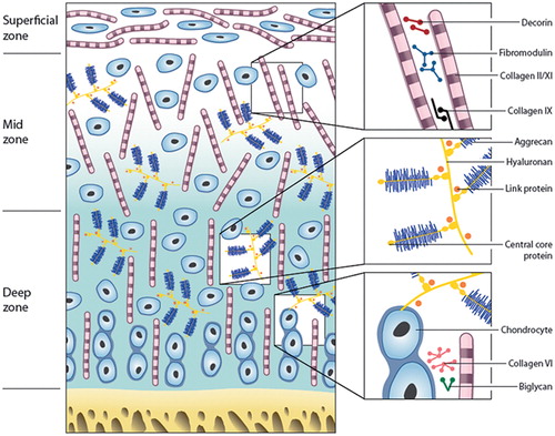 Figure 2. Zones and constituents of articular cartilage. A schematic representation of the different matrix components and their organization throughout articular cartilage.