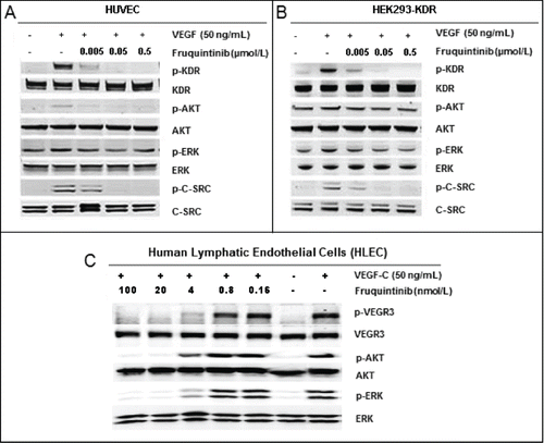 Figure 2. Inhibition on VEGF stimulated activation of KDR and VEGFR3. (A) Fruquintinib inhibited VEGF-A-stimulated KDR phosphorylation and downstream signaling in HUVEC. (b) Fruquintinib abrogated VEGF-A-stimulated KDR phosphorylation and downstream signaling in HEK-293-KDR cell line. (C) Fruquintinib suppressed VEGF-C stimulated VEGFR3 phosphorylation in VEGF-C-stimulated HLEC.