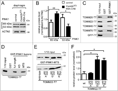 Figure 4. PINK1 accumulates as a full-length 65-kDa protein in csnk2b∆/∆, HSA-Cre diaphragms and preferentially binds to phosphomimetic TOMM22. (A) Representative immunoblot images showing that diaphragms of csnk2b∆/∆, HSA-Cre mice in comparison with controls contain less of processed PINK1 (53 kDa) and more of the full-length PINK1 (65 kDa). (B) Protein levels of unprocessed and processed PINK1 as shown in (A) were quantified by ImageJ and normalized to ACTN2. N = 3 mice per genotype. SDS-PAGE and western blot was repeated 3 to 5 times per protein lysate. (C) Representative western blot membrane images demonstrated interaction of PINK1 with all TOMM receptors, TOMM20, 22, 70, and the import channel TOMM40. GFP-T7 was used as a negative control. (D) Western blot membrane image demonstrated that the mitochondrial targeting sequence (MTS, spanning the area from amino acid 1 to 94) of PINK1 interacts with TOMM22. (E) Representative TOMM22 immunoblot images of GST affinity isolations. GST-PINK1-MTS was utilized to affinity isolate individually wild-type, inactive alanine- or phosphomimetic-TOMM22 mutants. Note, TOMM22S15D,T43D or TOMM22S15E,T43E bound significantly stronger to PINK1-MTS in comparison with wild-type TOMM22 or TOMM22S15A,T43A. N = 3 independent experiments. (F) Protein levels of wild-type and mutant TOMM22 as shown in (E) were quantified using ImageJ, normalized to 1/10 input. Note, PINK1 bound significantly more phosphomimetic TOMM22, than wild-type or alanine-mutant TOMM22 proteins.