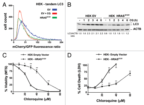 Figure 6. Oncogenic RAS expression inhibits both autophagy and CQ sensitivity human embryonic kidney cells (HEK). (A) Immortalized HEK cells infected with tandem mCherry/GFP-LC3 retrovirus, stably selected for antibiotic resistance, and sorted for high fluorescence population. Cells were then infected with a HRASG12V retrovirus or control empty vector (EV), and after growth, analyzed by flow cytometry. Some cells were treated with CQ (30 μM) overnight as a control for no flux. A leftward shift in the peak indicates decreasing mCherry/GFP fluorescence ratio and thus a decrease in autophagic flux compared with the empty vector control cells. (B) Cells from (A) were treated with CQ (30 μM) for the indicated time points and then cells were lysed and immunoblotted for LC3 and (C and D) Cells from (A) were treated with CQ for 48 h and assayed by (C) MTS viability assay and (D) LDH release. **P < 0.01, *P < 0.05