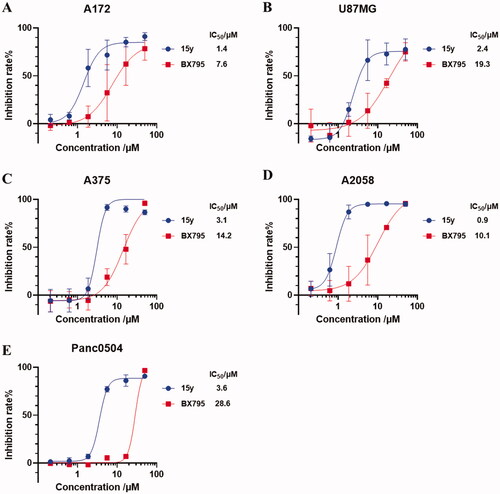 Figure 9. Compound 15y inhibited the viability of two glioma cell lines A172 and U87MG (A, B), two melanoma cell lines A375 and A2058 (C, D), and one pancreatic cell line Panc0504 (E). Cell viability were measured by SRB staining method 72 h after cells treated by increasing doses of compound 15y and BX795. Data are representative of three independent experiments and are shown in mean ± SD value. Nolin fit four-parameters model were used to fit the curve and to calculate IC50 values by GraphPad 8.0.