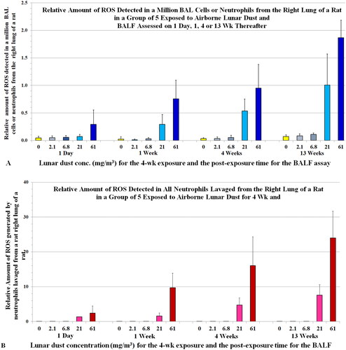 Figure 7. Rats were exposed to lunar dust by inhalation at 0, 2.1, 6.8, 20.8, or 60.6 mg/m3 for 4 weeks. The right lungs were lavaged thereafter at 1 d and 1, 4, and 13 weeks. (A) The relative amount of ROS from all BAL cells or neutrophils (estimated by a chemiluminescence assay) and (B) the relative amount of ROS detected in all neutrophils from each of the groups of animals. Each bar is the mean ± SD from five rats.