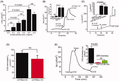 Figure 1. Bioactive constituent from crude cucumber extract (CCE) stimulates apical Cl- conductance without altering CFTR conductance. (A) Summarised data showing Isc stimulation by crude aqueous extract at different concentrations (mg/mL). Values are means ± S.E. n = 3–5. One-way ANOVA with Holm-Sidak’s multiple-comparisons test was used to compare mean values of different dose of CCE effect against baseline and between doses as indicated. (B) Apical (AP), but not basolateral (BL) additions of CCE (0.4 mg/mL) induced increases in Isc. T84 cells grown on filters were mounted in Ussing chambers and exposed to CCE as indicated and then forskolin (FSK) was added after a steady state had been reached. CFTR-inh172 inhibits forskolin but not CCE stimulated Isc. Inset: Summary data showing average ΔIsc recorded under various conditions (n = 5). (C) CCE responses in nystatin-permeabilized monolayers. T84 monolayers were treated with basolateral nystatin and in the presence of an apical to basolateral chloride gradient under voltage clamp condition; CCE induced an apical Cl- current ICl. The inset shows the average current induced by CCE (n = 3). (D) Summary data depicting average CCE stimulated ΔICl in presence and absence of CFTRinh-172. (E) Representative record showing recovery of the response of a T84 cell monolayer exposed to CCE after washing out the extract. Inset, summarised data showing the recovery of Isc response after second application of CCE after wash. Statistical significance in B, C, D, and E determined with paired t-test. NS: not statistically significant.