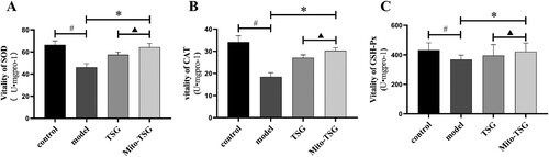 Figure 7. The activity of SOD, CAT and GSH-Px in the control group, model group, TSG group and Mito-TSG (mean ± SD, n = 10). (A) activity of SOD, (B) activity of CAT, (C) activity of GSH-Px. #P<0.05, comparison with control group; *P<0.05, comparison with model group;▴P<0.05, comparison with TSG group.