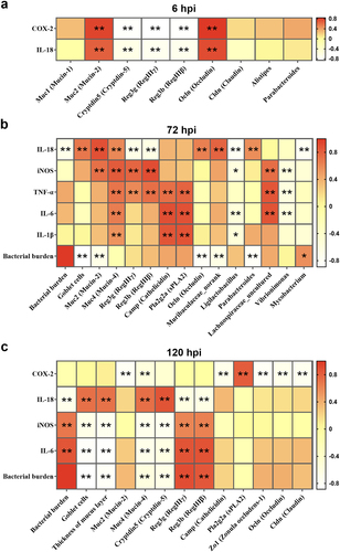 Figure 5. Altered inflammation levels exhibiting correlations with bacterial burden, intestinal barriers. (a) 6 hpi; (b) 72 hpi; (c) 120 hpi. Red color represents significant positive correlation and white color represents significant negative correlation, and the independent right color bars depict correlation coefficients. hpi: hours after infection. Correlation was considered significant when the absolute value of Spearman’s rank correlation coefficient (Spearman’s r) was > 0.5. *P < 0.05; **P < 0.01.