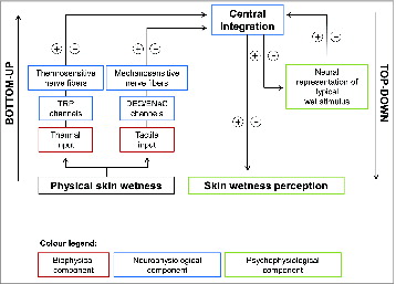 Figure 6. Conceptual model of human hygrosensation. The model comprises biophysical (i.e., thermal and tactile inputs induced by the presence of moisture on the skin), neurophysiological (i.e., central integration of afferents inputs from thermo-sensitive TRP cation channels and nerve fibers and mechano-sensitive DEG/ENaC cation channels and nerve fibers) and psychophysiological mechanisms (i.e., perceptual inference operated by cortical and sub-cortical somatosensory and association areas) which allow humidity and wetness detection in humans. The skin's contact with moisture generates thermal and tactile inputs which are peripherally integrated by specific nervous structures. These inputs evoke thermal and tactile sensations which, in the absence of specific hygroreceptors, are associated to the perception of skin wetness. Repeated exposures to these stimuli (i.e., sensory experience) contribute to generate a neural representation of a typical wet stimulus via learning mechanisms. At this point, only if the learnt combination of stimuli (i.e., coldness and stickiness), as coded by the specific neural afferents (i.e., A-nerve fibers) is presented, wetness will be sensed. In the occurrence of physical wetness on the skin, the bottom-up processes (i.e., combination of thermal and mechanical sensory afferents) as well as the top-down ones (i.e., inference of the potential perception based on the neural representation of a typical wet stimulus) might therefore interact in giving rise (or not) to the perception of wetness.