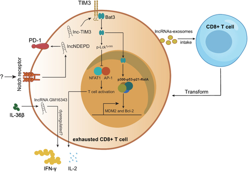 Figure 1 LncRNAs were involved in CD8+ T cell exhaustion. LncRNAs can be regulated by cytokines and Notch signals, further dysregulating immune checkpoint pathways and cytokine secretion.