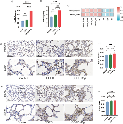 Figure 4. Hsp90α and MLKL are up-regulated in lung tissue and serum of COPD+P.G rats. (a,b) The content of Hsp90α and MLKL in serum (n = 6). (c) Spearman’s correlation analysis of Hsp90α, MLKL, IL-8, TNF-α, PIF, PEF and TV. Color from blue to red showing the negative to positive correlations. (d,f) Representative immunohistochemical staining of Hsp90α and MLKL in lung tissues. Scale bar:120 µm,30 µm. (e,g) Quantification of average absorbance of Hsp90α and MLKL positive cells in the lung tissue (n = 6). ns: no significant difference; *p < 0.05; **p < 0.01; ***p < 0.001.