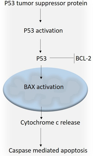 Figure 9 Schematic representation of p53-mediated apoptotic pathway.