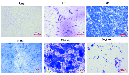 Figure 2. Representative microscopy images (20x amplification) of unstressed (Unst), freeze-thawed (FT), pH-shifted (pH), heated (Heat), shaken (Shake) and metal-catalyzed oxidized (Metal Ox) IgG formulations after filtration through a 0.22 μm filter, followed by staining with Coomassie brilliant blue. *The filtered volume used for the shaken formulation was 10 times lower than that for the other formulations due to filter blockage.