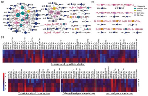 Figure 3. lncRNAs related to plant hormone biosynthesis and signal transduction during Ginkgo embryo development. (a) Co-expression network of lncRNAs and protein coding genes (PCgenes) involved in plant hormone biosynthesis and signal transduction. Circles with red labels represent PCgenes involved in plant hormone signal transduction and circles with black labels represent PCgenes involved in plant hormone biosynthesis. Diamonds represent lncRNAs. Nodes of lncRNAs with one degree were omitted. (b) Co-location network of lncRNAs and PCgenes involved in plant hormone signal transduction. Parallel lines represent lncRNAs located on the antisense strand of the PCgenes. Lines with arrows represent lncRNAs that were located downstream of the PCgenes. (c) Expression of selected lncRNAs and their predicted co-expression target PCgenes involved in plant hormone signal transduction.