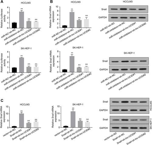 Figure 5 Association between lnc-UCID and Snail mRNA blocks the inhibitory effect of miR-122, miR-203, miR-30b, miR-34a and miR-153 on Snail. (A) Dual-luciferase assays were conducted to analyze the effect of lnc-UCID and Snail mRNA interaction on the miR-122, miR-203, miR-30b, miR-34a and miR-153 binding on Snail 3ʹ-UTR. **P<0.01, compared to miR-NC+sh-NC group; ^^P<0.01, compared to miR-inhibitors+sh-NC group. (B) The level of Snail was assessed by qRT-PCR and Western blot assays. **P<0.01, compared to miR-NC+sh-NC group; ^^P<0.01, compared to miR-inhibitors+sh-NC group. (C) The effect of lnc-UCID on Snail expression was assessed by qRT-PCR and Western blot assays. **P<0.01, compared to vector+sh-NC group; ^^P<0.01, compared to Snail+sh-NC group.