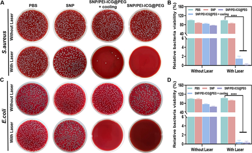 Figure 3 (A and B) S. aureus plate plots and bacterial survival percentages for the different treatment groups (PBS, SNP, SNP/PEI-ICG@PEG + cooling, SNP/PEI-ICG@PEG, PBS + laser, SNP + laser, SNP/PEI-ICG@PEG + laser + cooling, SNP/PEI-ICG@PEG + laser; The concentration of each drug was 450 μg/mL). (C and D) E. coli plate plots and bacterial survival percentages for the different treatment groups (PBS, SNP, SNP/PEI-ICG@PEG + cooling, SNP/PEI-ICG@PEG, PBS + laser, SNP + laser, SNP/PEI-ICG@PEG + laser + cooling, SNP/PEI-ICG@PEG + laser; The concentration of each drug was 450 μg/mL). Error bars represent the standard deviations determined from three independent measurements (mean ± SD, n=3, ****p < 0.0001).