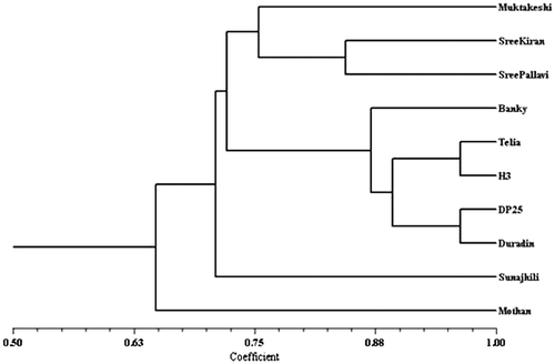 Figure 11c. Dendrogram generated from RAPD markers of taro obtained in different primers using UPGMA programme.