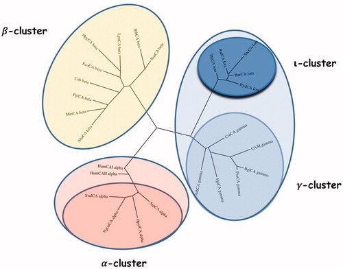 Figure 4. Phylogenetic analysis was carried out using the PhyML programme. The bootstrap consensus tree (100 replicates) was obtained using all four classes of CAs identified in the genome of different bacteria. The two human α-CA isoforms hCA I and II were included in the phylogenetic analysis, too. Legend: α-cluster (pink), β-cluster (yellow), γ-cluster (light blue), and ι-cluster (dark blue).