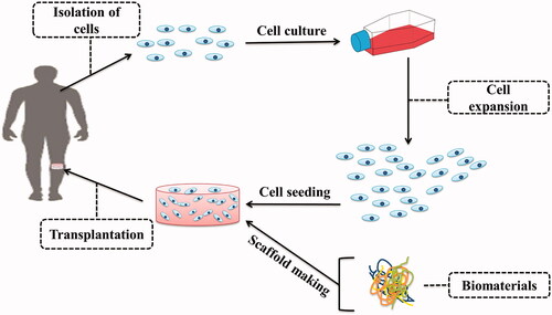 Figure 1. Tissue engineering process at a glance.