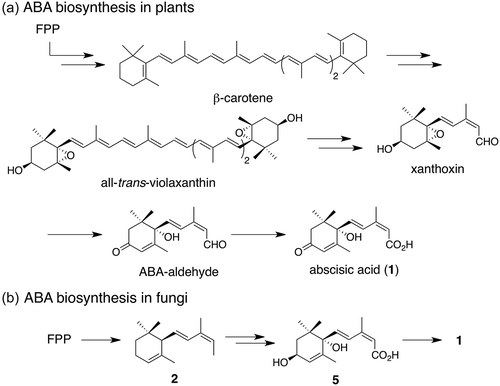 Scheme 1. Proposed biosynthetic pathways of 1 in (a) plants and (b) fungi.