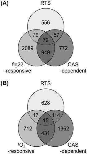Fig. 5. The Relationship between chloroplastic ROS- and CAS-dependent responses.Notes: (A) Overlap between chloroplastic H2O2-responsive,Citation102) flg22-responsive,Citation151) and CAS-dependent genes.Citation150) (B) Overlap between chloroplastic H2O2-responsive, 1O2-responsive,Citation137) and CAS-dependent genes.