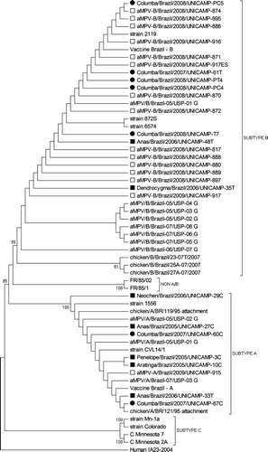 Figure 1.  Phylogenetic tree showing partial G gene inter-relationships between avian metapneumoviruses (GenBank data), Brazilian chicken field samples (white square), feral pigeons (dark dot) and wild avian species (dark square).