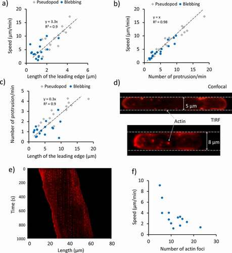 Figure 3. Effect of the migration mode and focal adhesions on the cell speed. (a) Relationship between the extension of the actin polymerization zone at the leading edge and the cell speed for 31 cells confined in 2 μm high, 2 μm wide channels, observed in 13 independent experiments. (b) Relationship between the mean velocity of the single cells and the protrusion rate for 31 cells confined in 2 μm high, 2 μm wide channels, observed in 13 independent experiments. (c) Relationship between the protrusion rate and length of the leading edge for 31 cells confined in 2 μm high, 2 μm wide channels, observed in 13 independent experiments. The cells in (a-c) are the same as in Figure 2(d). (d) Confocal and total internal reflection fluorescence (TIRF) images of actin foci. The confocal image shows a Dictyostelium cell migrating in a 5 μm by 2 μm channel, whereas the TIRF one shows a cell migrating in an 8 μm by 2 μm channel. In the latter case, only the foci in the ventral region are imaged. The cells are F-actin labeled (RFP-LifeAct). The red spots represent the actin foci. (e) Kymograph of an RFP-LifeAct-labeled cell imaged using a confocal microscope. Vertical broken lines indicate the periodic activation of actin foci forming in stationary positions throughout the migration. The kymograph is taken for a section of the cell close to the PDMS wall. (f) Relationship between the mean cell speed of migration and the mean number of foci for 12 cells analyzed in 6 independent experiments