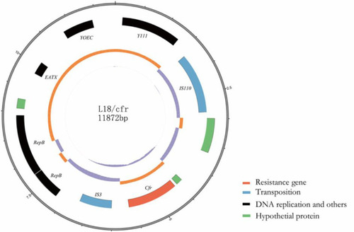 Figure 1 Circular representation of the L18/cfr plasmid. Moving from inside to outside in the plasmid circular map, slots1–3 (slot 1, GC skew; slot 2, GC content; slot 3, open reading frames: Y-family DNA polymerase Y111, IS110 family transposase, cfr, IS3 family transposase, two replication protein RepB, antitoxin epsilon EATX, Probable integrase YOEC.).