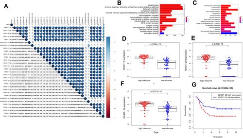 Figure 6 (A) The correlations of IGHDs with each other in AML. blue suggests positive correlation, Red suggests negative correlation, and the depth of color suggests the degree of correlation. Gene functional enrichment of differentially expressed in patients with high-risk scores. (B) Gene ontology analysis; (C) The top 15 most enriched KEGG pathways. (D–F) Boxplots for the difference confirmation of model genes. (G) Kaplan-Meier survival curve of IGHD1-20 in validation cohort using TARGET database.