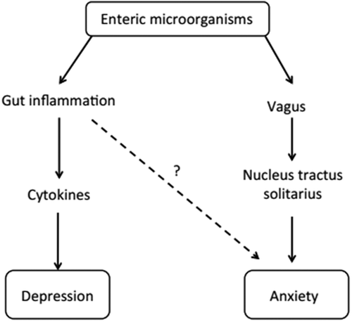 Figure 1. A model for the pro-depressive or anxiogenic mechanisms of pathogenic or commensal gut bacteria.