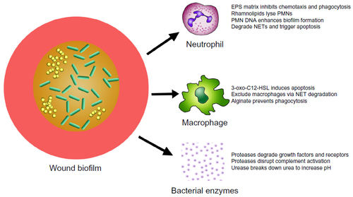 Figure 1 Deleterious actions of biofilms in chronic wounds.