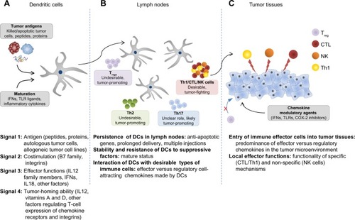 Figure 2 Four types of DC-mediated signals regulating the magnitude and quality of tumor-specific T-cell responses.