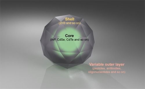 Figure 1 The basic structure of QD is composed of a core and a shell.Note: It can also be designed for the purpose of enhancing biocompatibility with addition of variable outer layers, such as peptides, antibodies, oligonucleotides and so on.Abbreviation: QD, quantum dot.