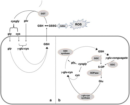 Figure 10. An illustration showing the involvement of metabolites isolated from silicon-treated plants grown under salinity in glutathione degradation and recycling, via the extracellular and vacuolar gamma-glutamyl cycle (a) and cytosolic GGC and 5-Opase (b) pathways.