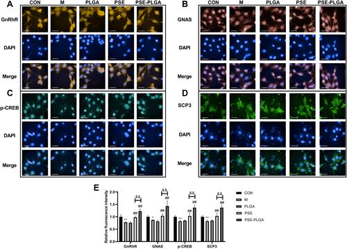 Figure 4 Effect of PSE-NPs on the GnRhR signaling pathway and expression of meiosis-related proteins SCP3 of GC-1 cells damaged by adriamycin: (A–E) Protein expression of GnRhR, GNAS, p-CREB and SCP3 in GC-1 cells, scale bar 50 μm.